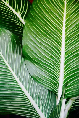 Фотообои флизелиновые Bartonwall 200x270 см Растения Тропические листья  пальмы Монстера N108 по цене 4600 ₽/шт. купить в Кемерове в  интернет-магазине Леруа Мерлен