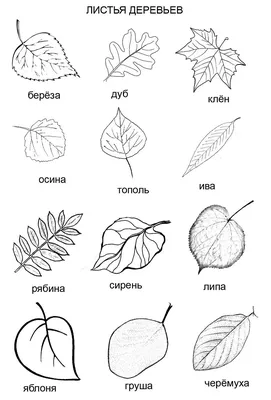 Листьев разных деревьев картинки