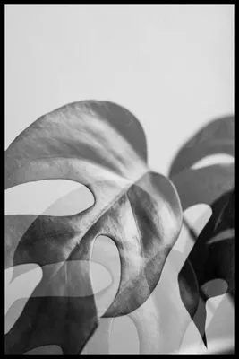 черно-белые листья рисунок листья обои - TenStickers