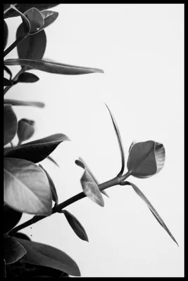 Фотообои Черно-белые листья купить в Москве, Арт. 10-761 в  интернет-магазине, цены в Мастерфресок
