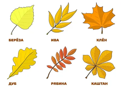 Листья деревьев осенью 44 картинки