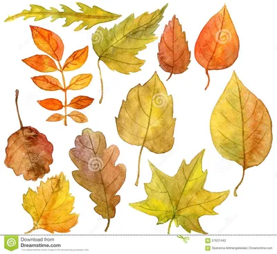 Листья деревьев осенью фотообои • фотообои шаблон, объект, естественный |  
