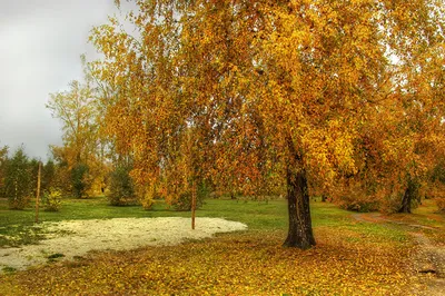 Окрас осенних листьев разных деревьев - 56 фото
