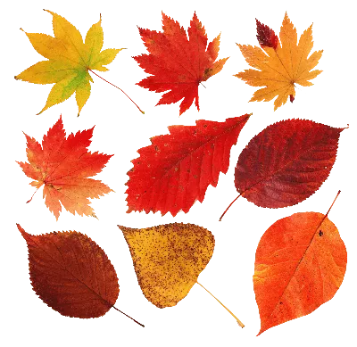 Красивые осенние листья деревьев - 69 фото