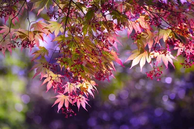 Листья деревьев осенью (Большое количество фото) - 