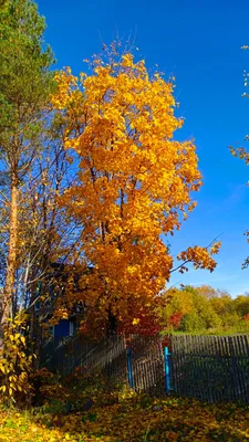 Листья деревьев осенью (56 фото) - 56 фото