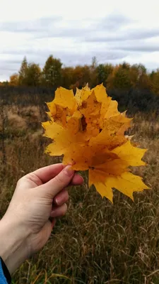 Сказочные Листья Деревьев Осенью Парке Красивые Желтые Листья Деревьев  Осенью стоковое фото ©Toberto 514994892