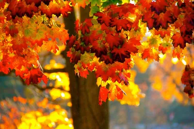 Маллард И Листья Деревьев Меняют Цвет Осенью Фотография, картинки,  изображения и сток-фотография без роялти. Image 64979953