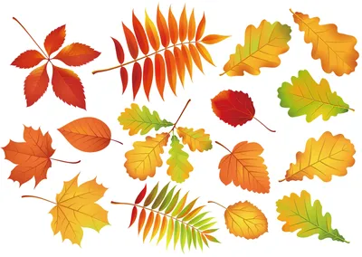 Листья деревьев летом и осенью - 65 фото