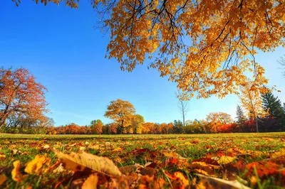 Фото Листья Осень Природа Небо Трава дерева