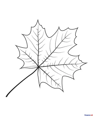 Осенние листья контурный рисунок - 66 фото