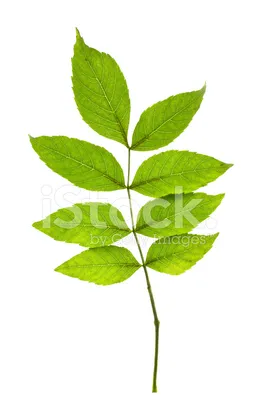 Растения Пензенской области: Ясень пенсильванский