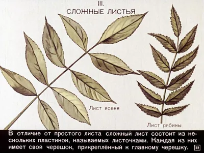 Ясень пенсильванский - Ясень - Лиственные деревья и кустарники -  Декоративные деревья и кустарники - 