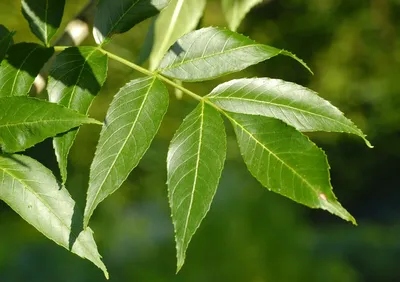 Листья ясеня, свет и тополиный пух - Савасерлин. Смотреть и видеть. Сайт  фотоманьяка.