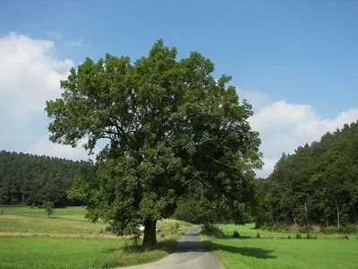 Fraxinus lanceolata Borkh. — Ясень ланцетный