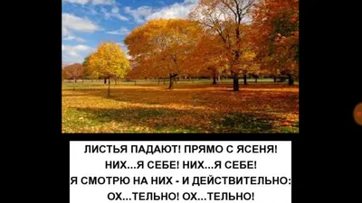 Ясень - всё о ясном дереве