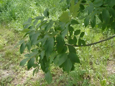 Ясень маньчжурский Fráxinus mandshurica Rupr.