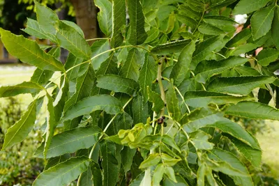 Ясень пенсильванский, fraxinus pennsylvanica