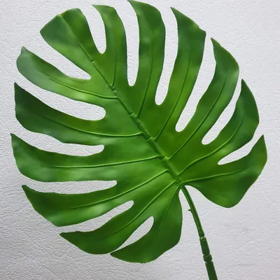 Зеленые листья монстеры PNG , зеленый, Монстера, лист PNG рисунок для  бесплатной загрузки