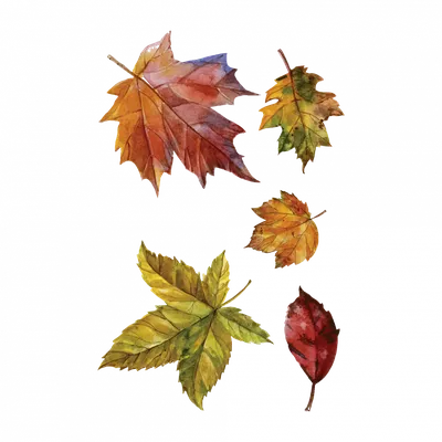 шаблоны осенних листьев для вырезания из бумаги A4 | Leaf template, Fall  leaf template, Fall crafts