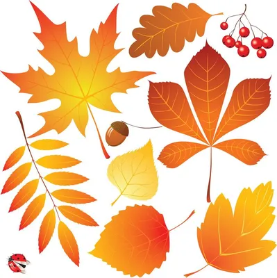 Картинки осенние листья для детей :: Карточки и картинки для детей | Autumn  leaves, Leaves vector, Leaf art