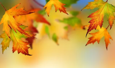Осенние листья обои для рабочего стола, картинки и фото - 
