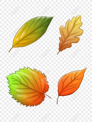 Осенние и зимние кленовые листья осенние листья рисованные лис  изображение_Фото номер 732401359_PSD Формат изображения_