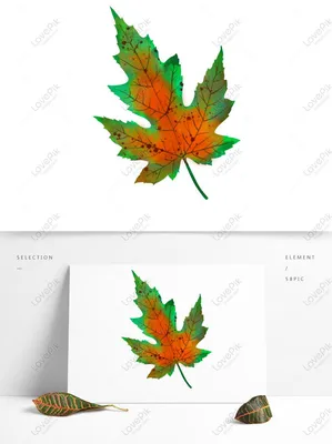 листья разной формы, цвет осенних листьев, осенние листья, лист, кленовый  лист, фотография png | PNGWing