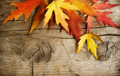 осень. листья. | Fall wallpaper, Iphone wallpaper fall, Autumn scenes