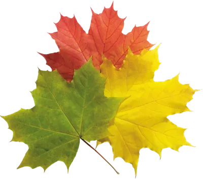 Обои листья, доски, осенние листья картинки на рабочий стол, раздел природа  - скачать