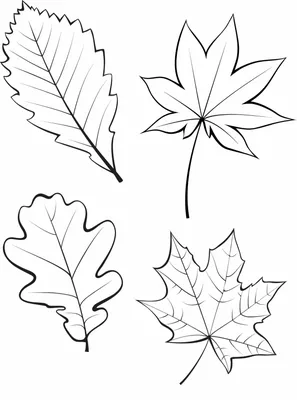 осенние листья осенние векторные элементы сезона изолированные на белом -  стоковый вектор 969527 | Crushpixel