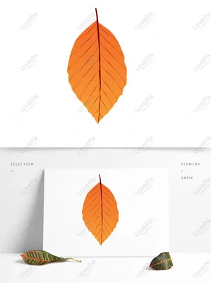 Осенние листья Изображения – скачать бесплатно на Freepik