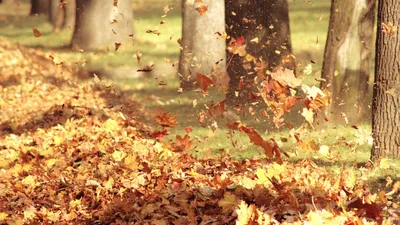 Осенние листья - Листья - Картинки PNG - Галерейка