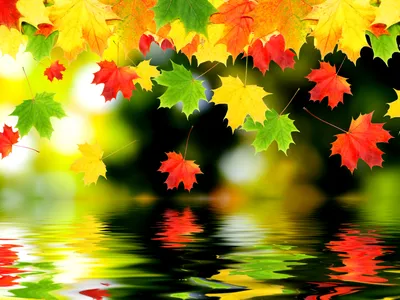 Осенние листья над водой - обои для рабочего стола, картинки, фото