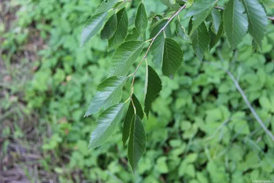 Как отличить вяз гладкий (Ulmus laevis) от вяза шершавого (Ulmus glabra) |  Дендрогулка | Дзен