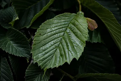 Как отличить вяз гладкий (Ulmus laevis) от вяза шершавого (Ulmus glabra) |  Дендрогулка | Дзен