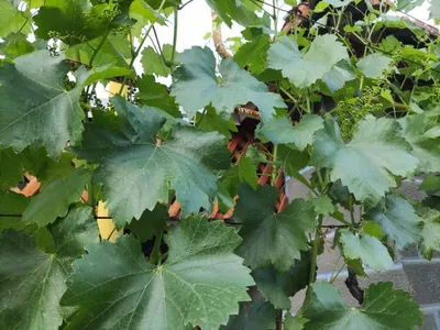 Листья винограда 