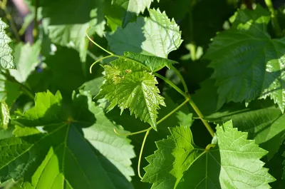 Листья Винограда Зелень Лист - Бесплатное фото на Pixabay - Pixabay