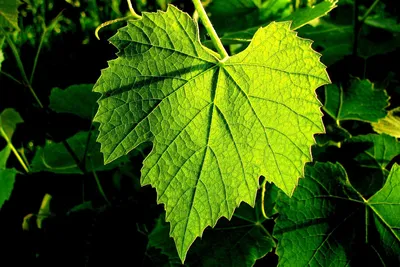 Листья винограда естественный узор листья PNG , Виноградные листья,  фотография, лес PNG рисунок для бесплатной загрузки