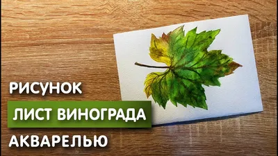 Как нарисовать лист винограда карандашом и акварелью начинающим | Рисунок  для детей - YouTube