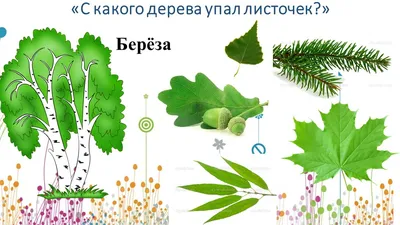 Осенняя прогулка «С какого дерева листочек? Наблюдение за клёном» (26  фото). Воспитателям детских садов, школьным учителям и педагогам - Маам.ру