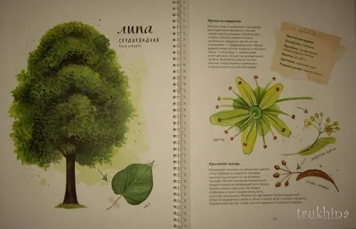 Иллюстрация 93 из 126 для Мой гербарий. Листья деревьев - Анна Васильева |  Лабиринт - книги. Источник: Трухина