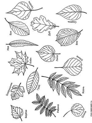 Листики разных деревьев - 48 фото