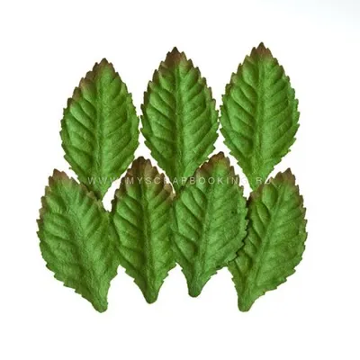 Набор листочков КЕДР, 4,5x4,5 см, 7 шт, ScrapBerry's - Листики и тычинки -  Цветы и листья для скрапбукинга
