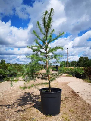 Лиственница Кемпфера 'Diana' - Larix kaempferi 'Diana' - «Feel Green»