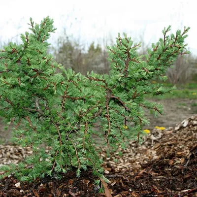 Лиственница Кемпфера (Larix kaempferi) | Садовый центр "Berberis"