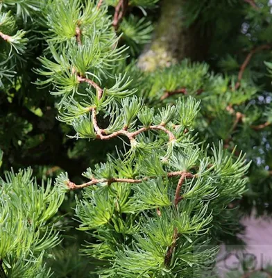 Category:Larix kaempferi - Wikimedia Commons