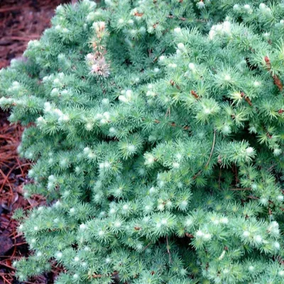 Лиственница Кемпфера/японская Блу Болл. (Larix kaempferi Blue Ball) С10,  ШТАМБ купить в интернет-магазине ЦВІТСАД с доставкой по Украине