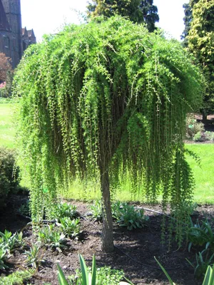 Лиственница Кемпфера (Larix kaempferi) “Grey Pearl”