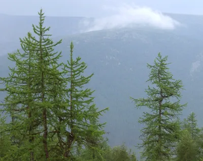 Лиственница Сукачёва, или архангельская (Larix sukaczewii)